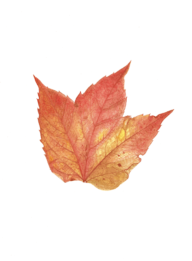 maple-leaf.png